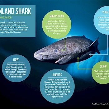 /site/assets/files/1109/greenland_shark_facts.jpg