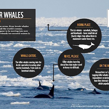 /site/assets/files/1109/killer_whale_facts.jpg