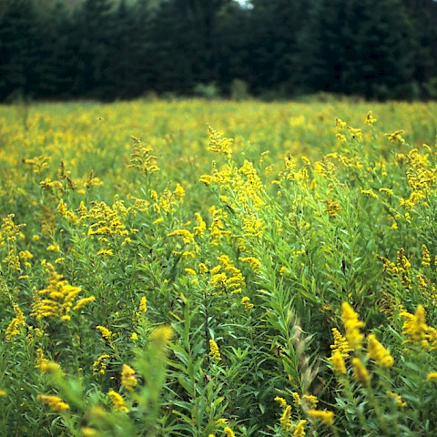 © Wisconsin Department of Natural Resources / CC A-ND 2
