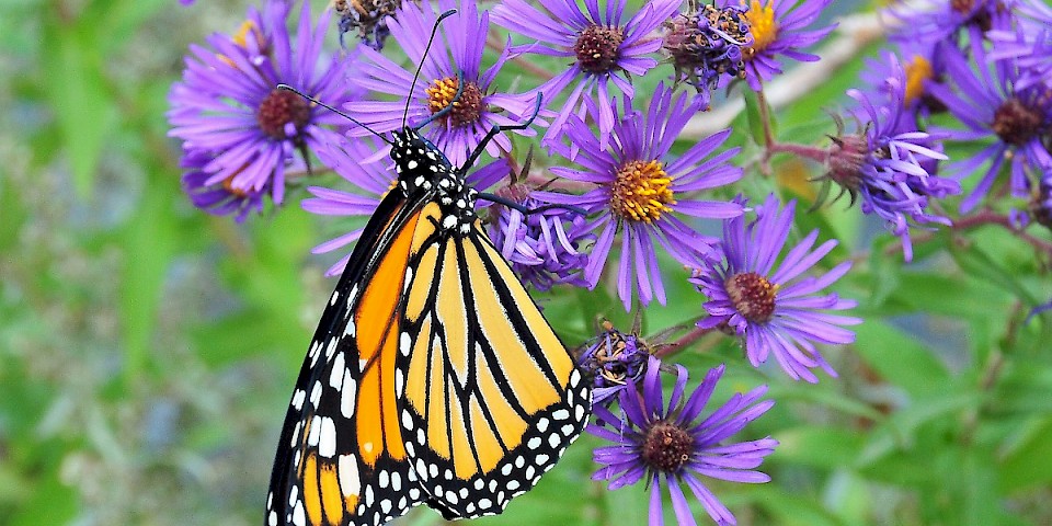 © US Fish and Wildlife Service