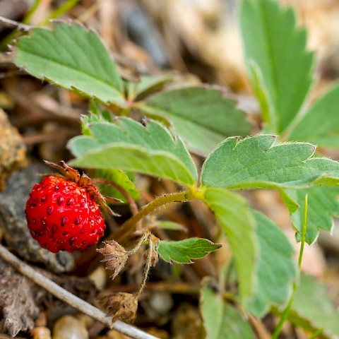© Rocky Mountain National Park / CC ND 2